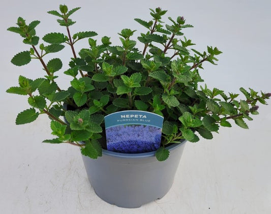 x1 Nepeta Purrsian Blue 19cm/3Ltr