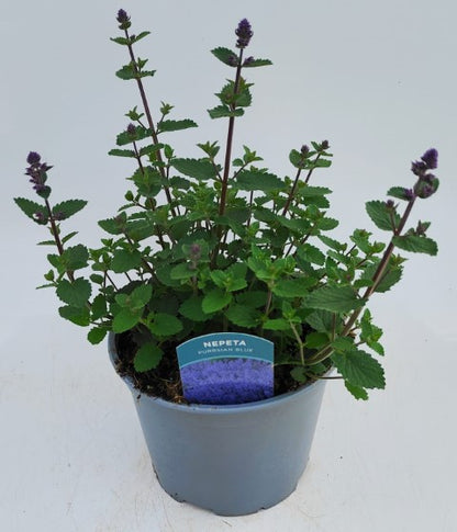 x1 Nepeta Purrsian Blue 19cm/3Ltr