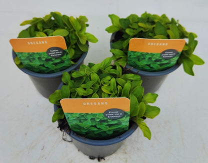 x3 Oregano - Aromatic Herb 10.5cm/9cm