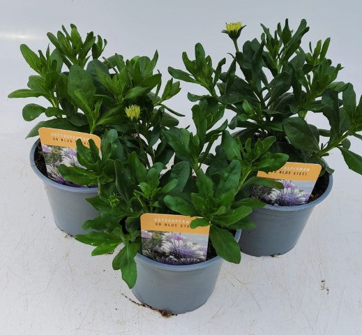 x2 Osteospermum 3D Double Blue Steel 13cm/1 Ltr