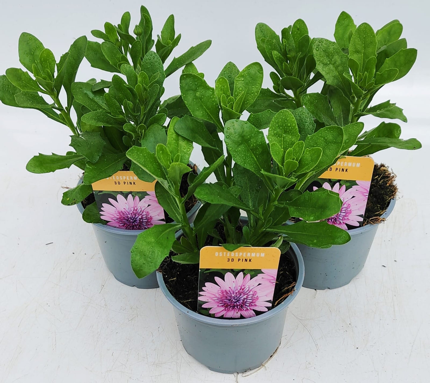 x2 Osteospermum 3D Double Pink 13cm/1 Ltr