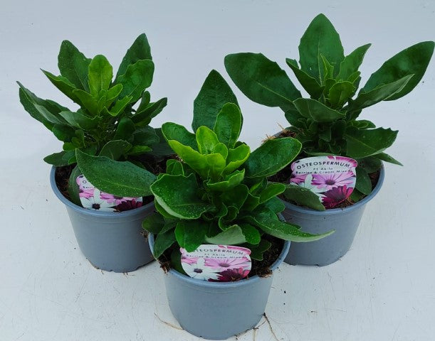 x2 Osteospermum Akila Berries & Cream 13cm/1 Ltr