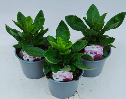 x2 Osteospermum Akila Berries & Cream 13cm/1 Ltr