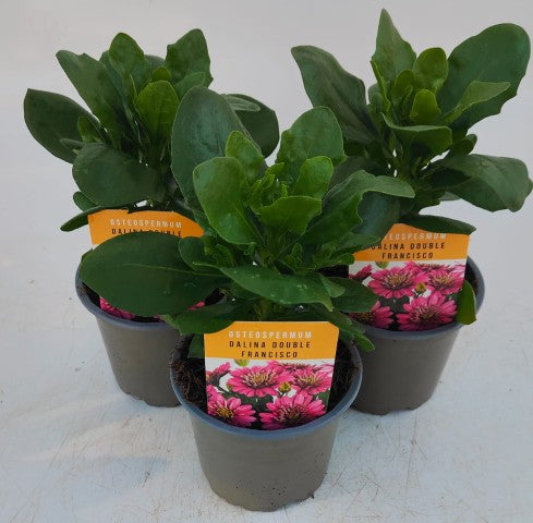 x3 Osteospermum Dalina Double Francisco 10.5cm/9cm