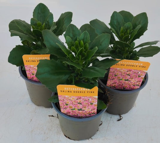 x3 Osteospermum Dalina Double Pink 10.5cm/9cm