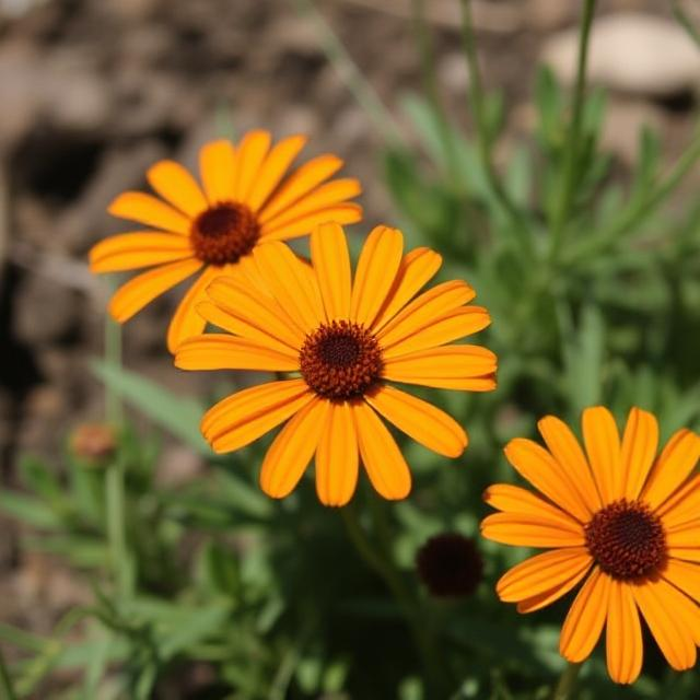 x3 Osteospermum Dalina Orange 10.5cm/9cm