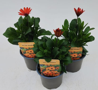 x3 Osteospermum Dalina Orange 10.5cm/9cm