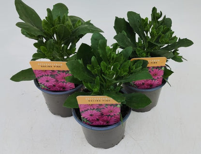 x3 Osteospermum Dalina Pink 10.5cm/9cm