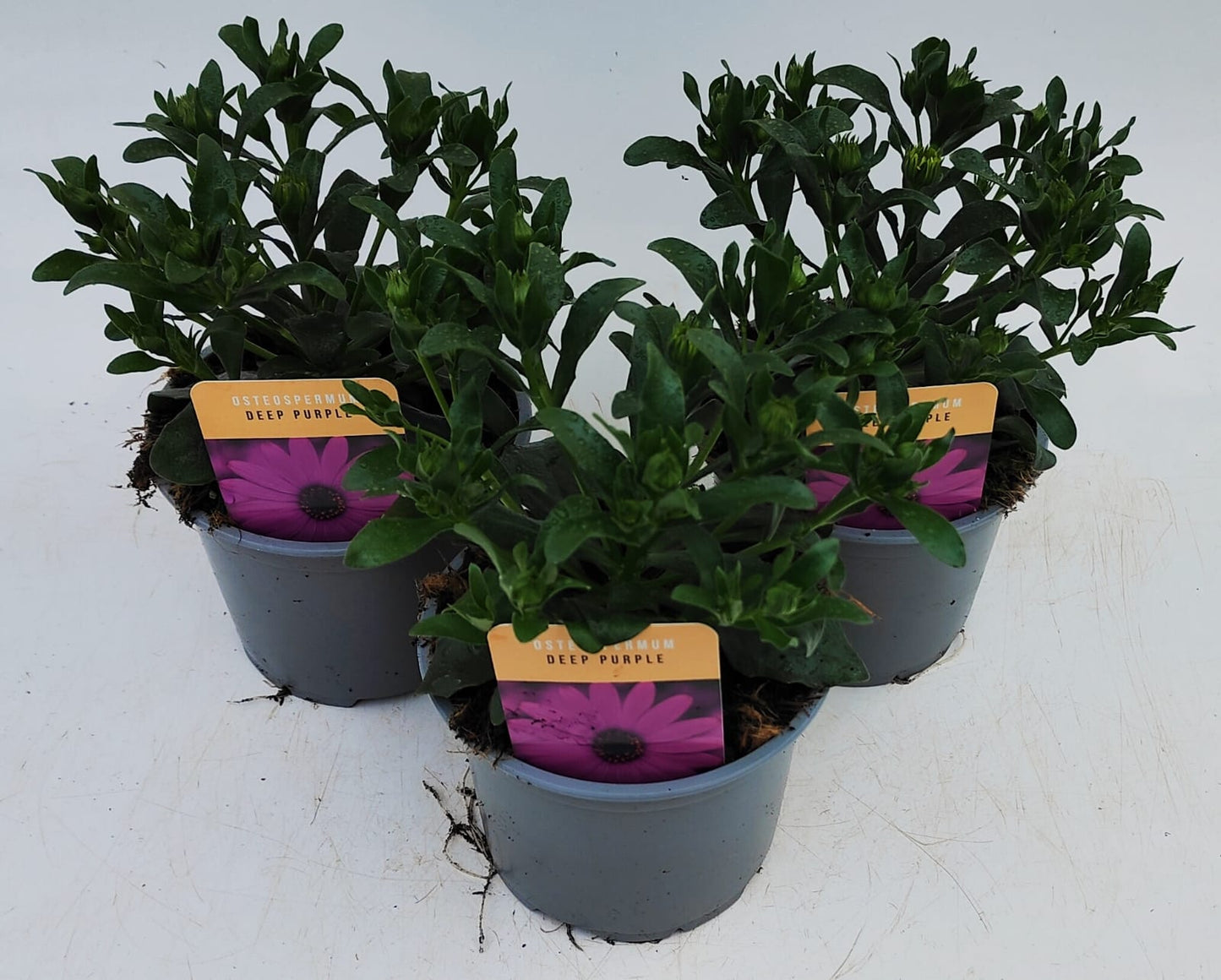 x2 Osteospermum Tradewinds Deep Purple 13cm/1 Ltr