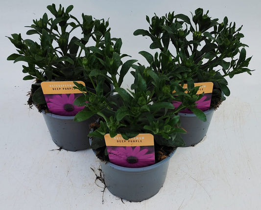 x2 Osteospermum Tradewinds Deep Purple 13cm/1 Ltr