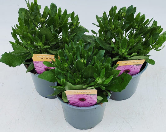 x2 Osteospermum Tradewinds Light Purple 13cm/1 Ltr