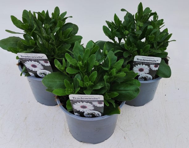 x2 Osteospermum Tradewinds White 13cm/1 Ltr