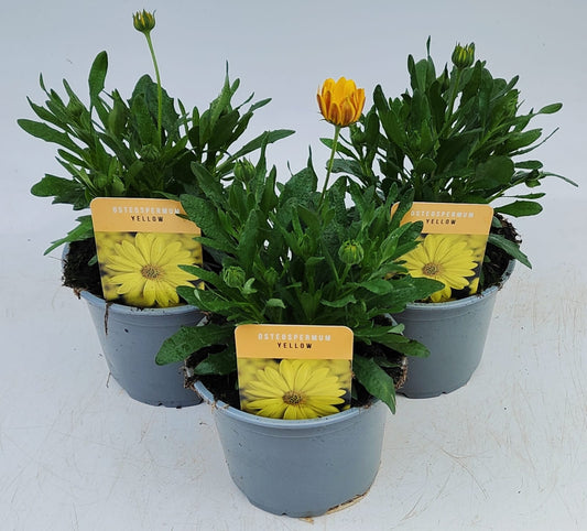 x2 Osteospermum Tradewinds Yellow 13cm/1 Ltr