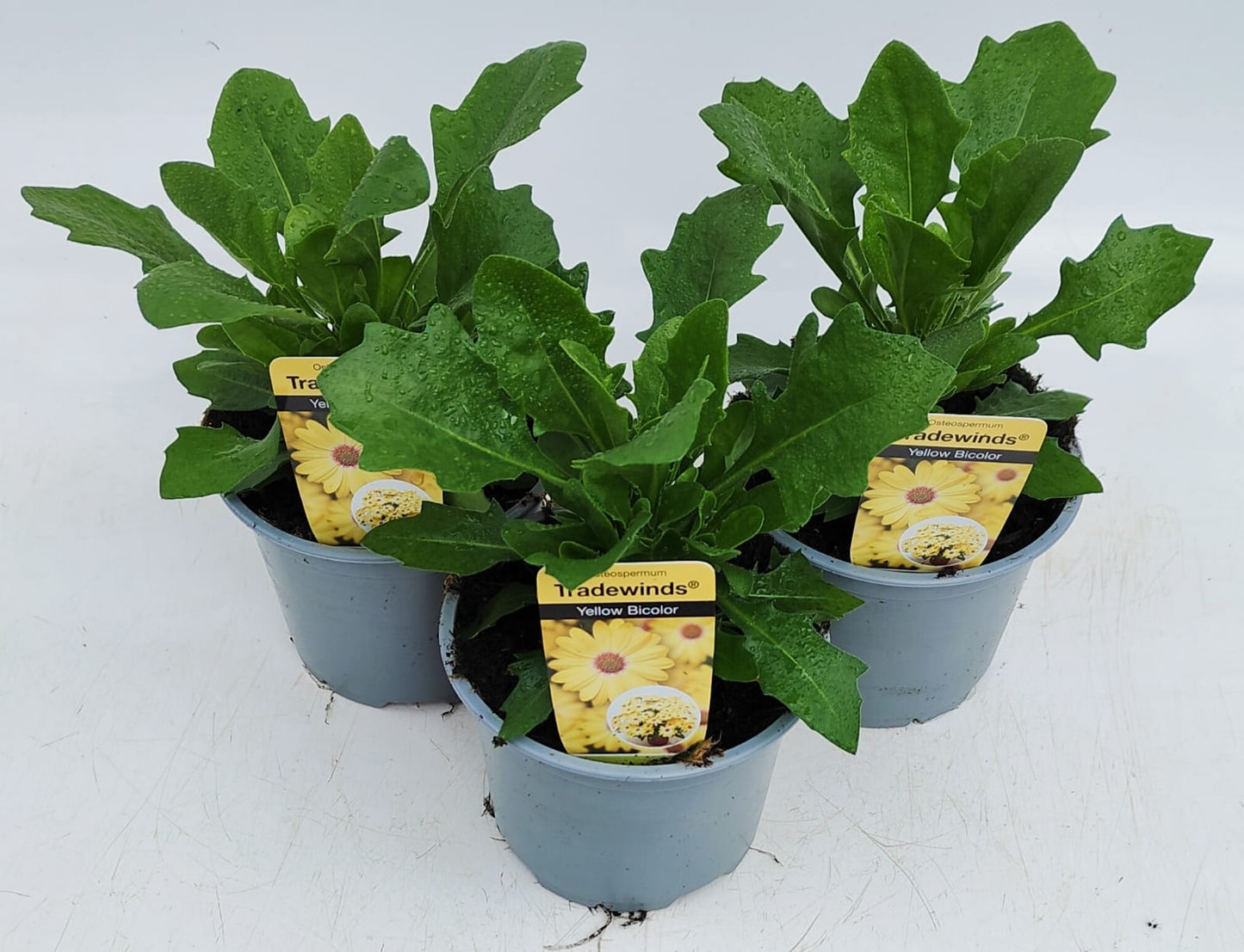 x2 Osteospermum Tradewinds Yellow Bicolour 13cm/1 Ltr