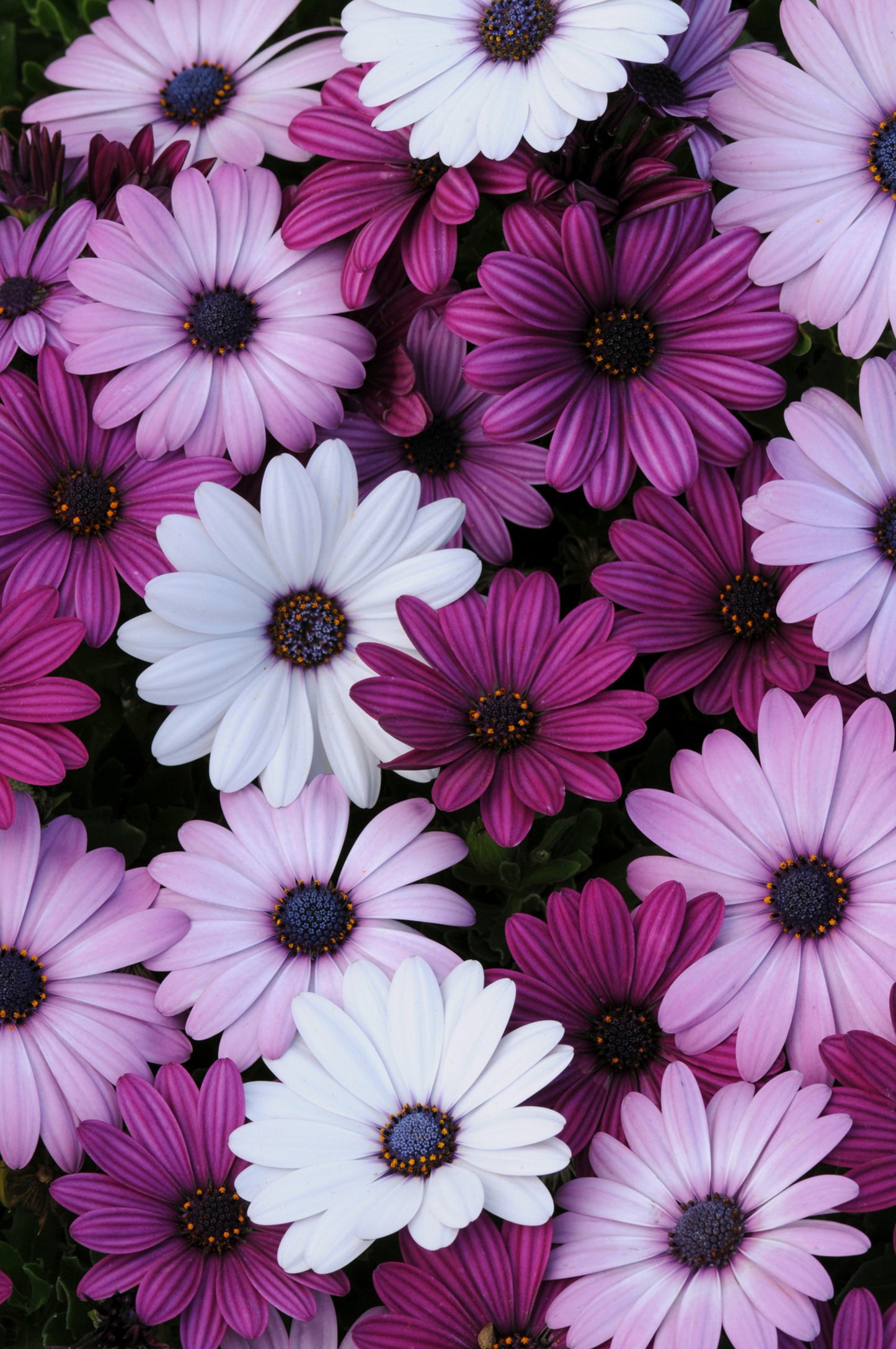 x2 Osteospermum Akila Berries & Cream 13cm/1 Ltr