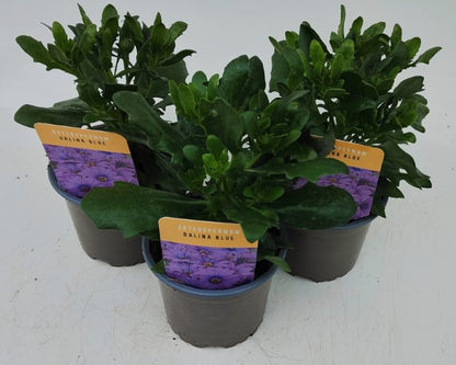 x3 Osteospermum Dalina 10.5cm/9cm