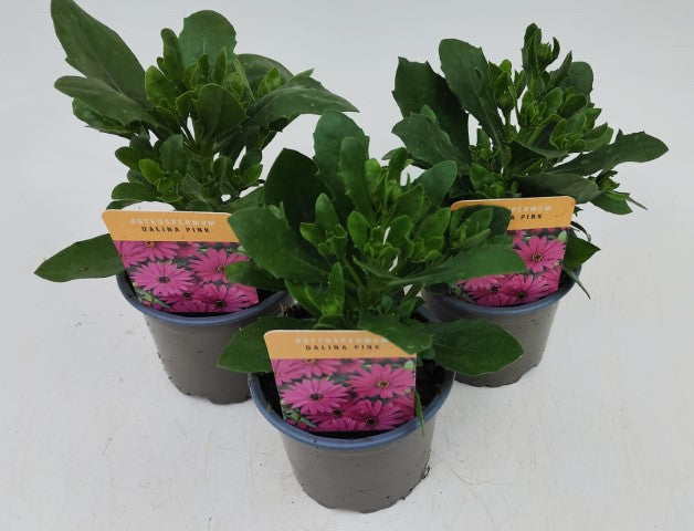 x3 Osteospermum Dalina 10.5cm/9cm