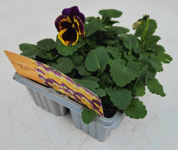 x10 Pansy Yellow Purple Wing Flower Plants