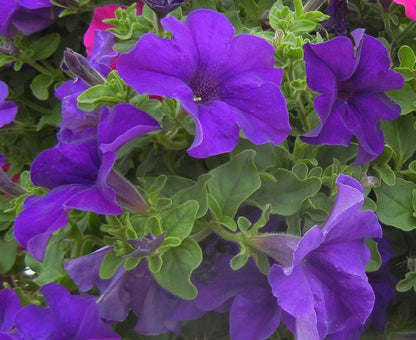 x3 Petunia Surfinia Blue 10.5cm/9cm