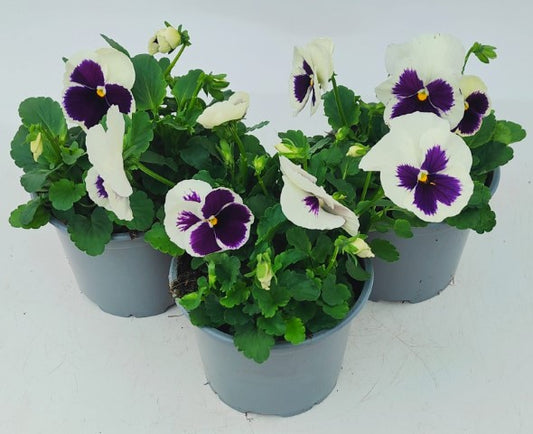 x2 Pansy Delta Pro White with Blotch - 13cm/1 Ltr pots