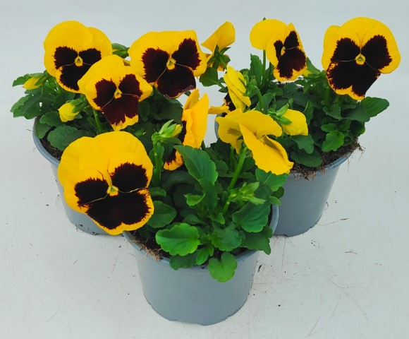 x2 Pansy Delta Pro Yellow with Blotch - 13cm/1 Ltr pots