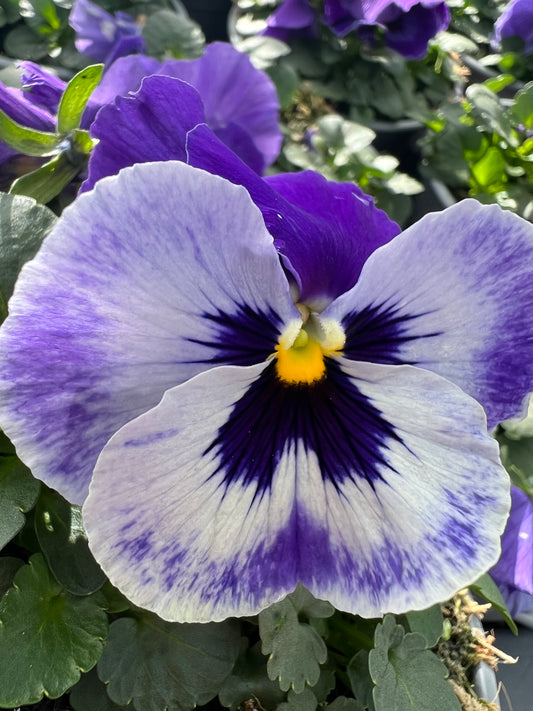 x2 Pansy Delta Marina - 13cm/1 Ltr pots