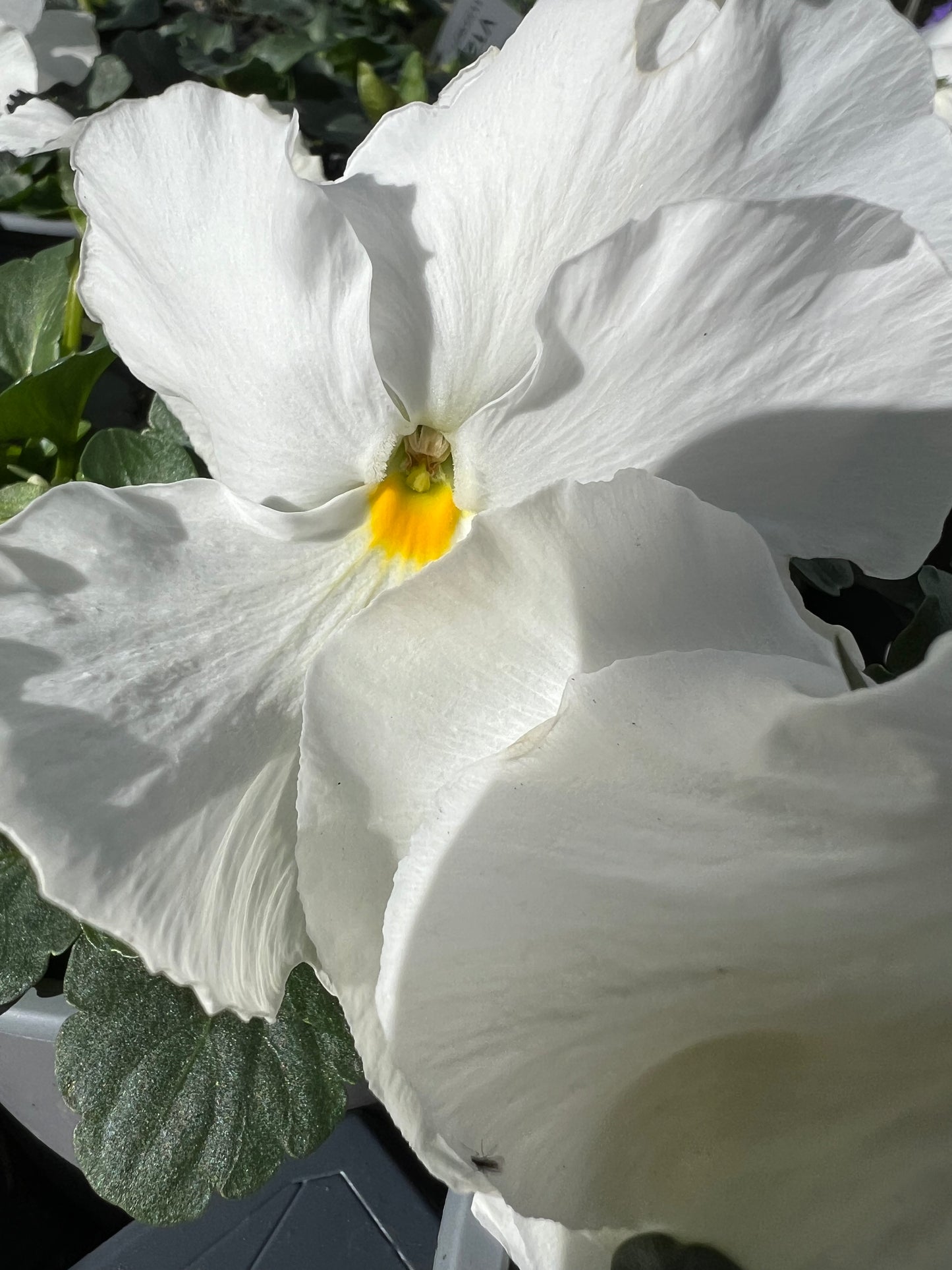 x2 Pansy Delta Pure White - 13cm/1 Ltr pots