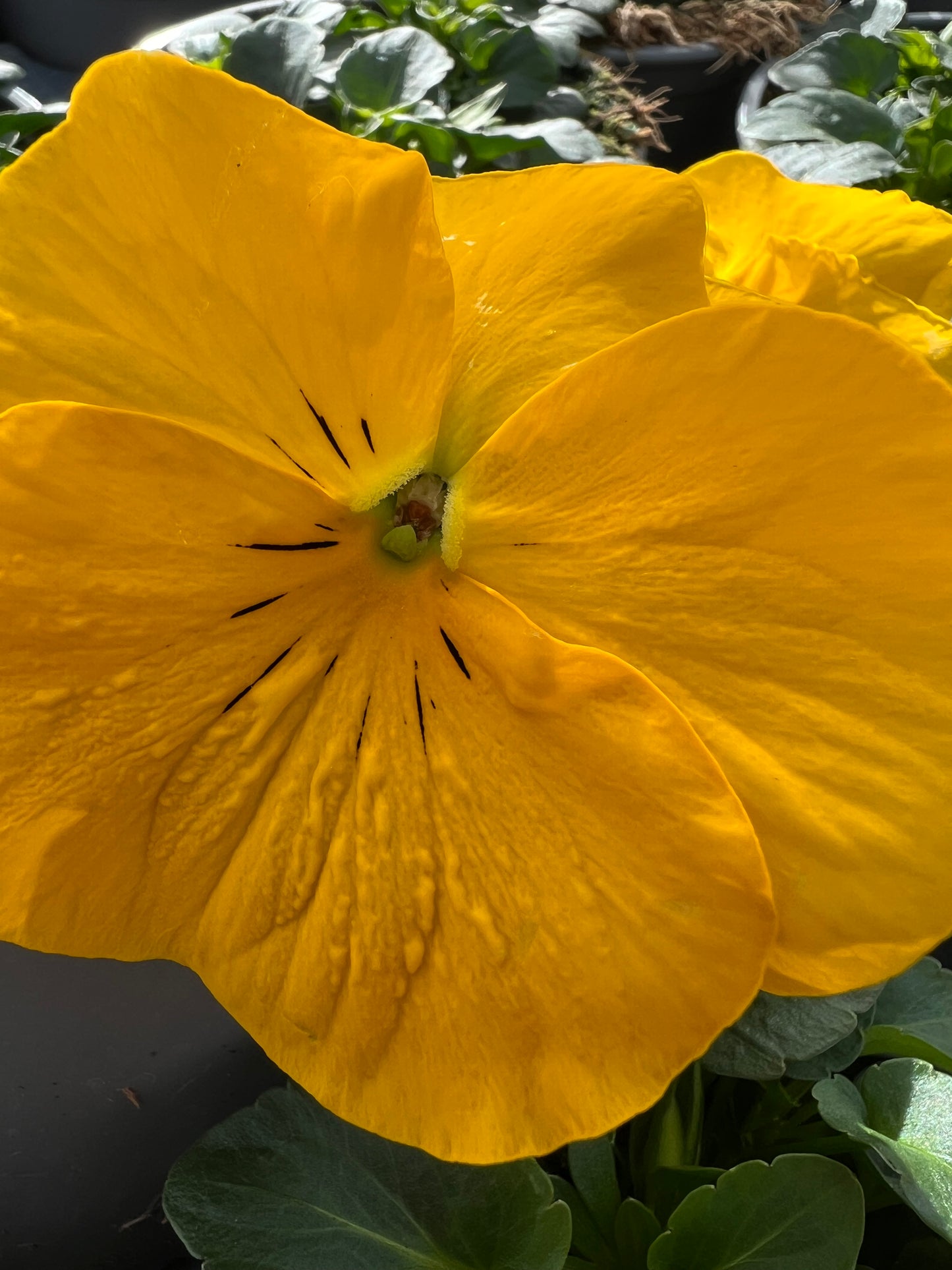 x2 Pansy Delta Clear Yellow - 13cm/1 Ltr pots
