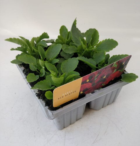 x10 Pansy Red Blotch Flower Plants