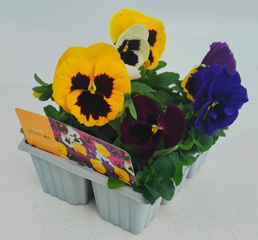 x10 Pansy Matrix Mix