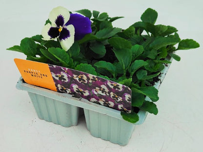 x10 Pansy Purple & White Flower Plants