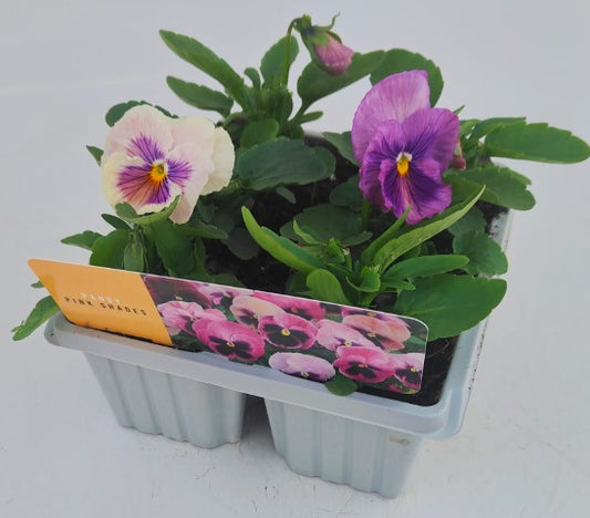x10 Pansy Pink Shades Flower Plants