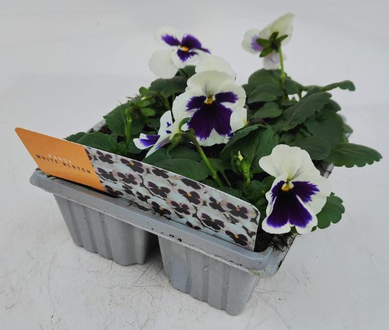 x10 Pansy White Blotch Flower Plants