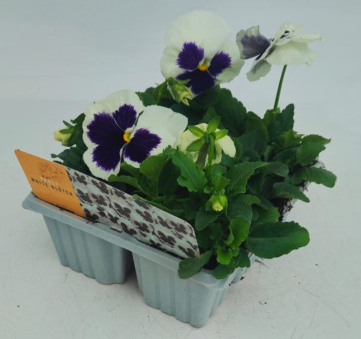 x10 Pansy White Blotch Flower Plants
