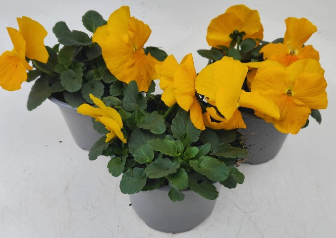 x2 Pansy Delta Clear Yellow - 13cm/1 Ltr pots