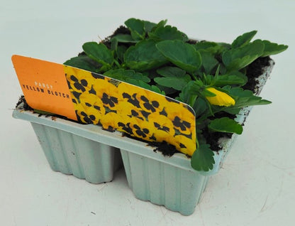 x10 Pansy Yellow Blotch Flower Plants