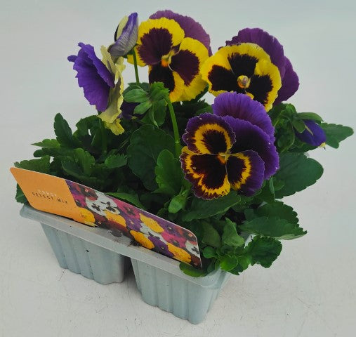 x10 Pansy Yellow Purple Wing Flower Plants