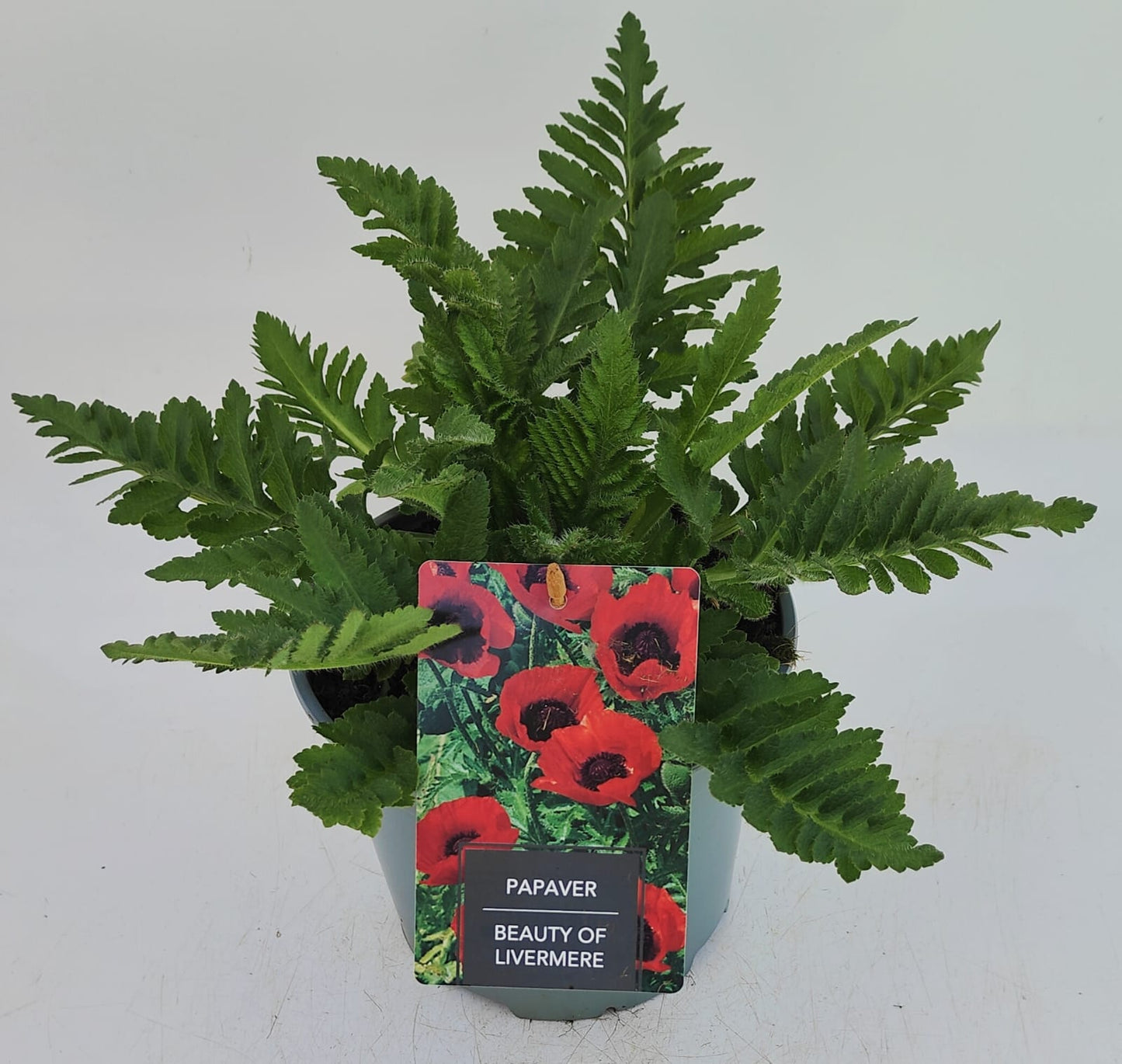 x1 Papaver Beauty of Livermere 19cm/3Ltr