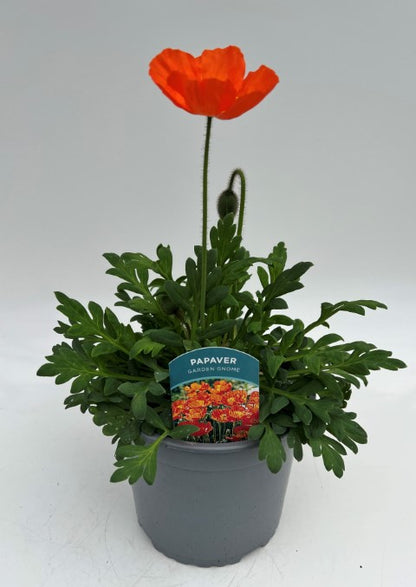 x1 Papaver Garden Gnome 19cm/3Ltr