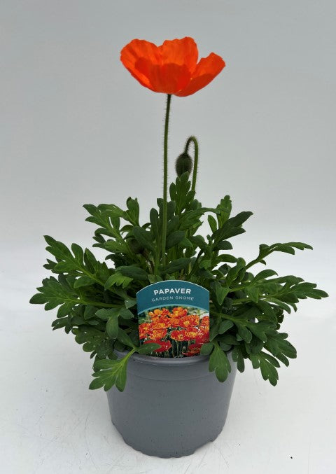 x1 Papaver Garden Gnome 19cm/3Ltr