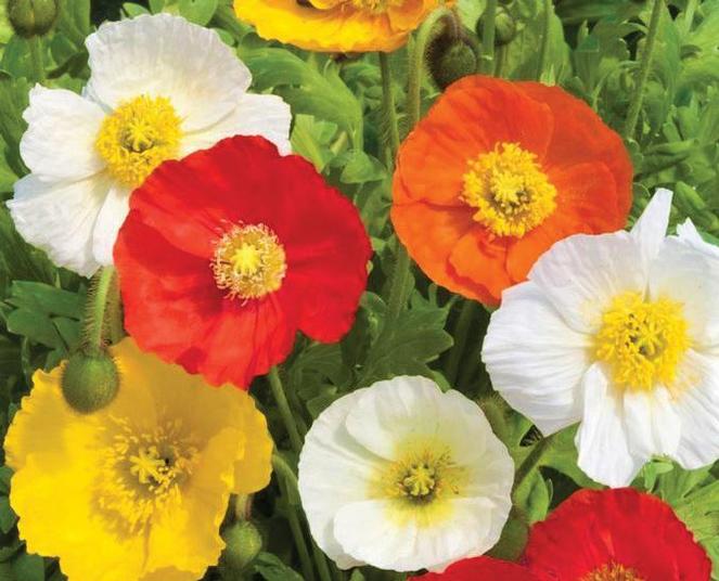 x2 Papaver Garden Gnome Mix 13cm/1 Litre