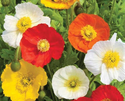 x2 Papaver Garden Gnome Mix 13cm/1 Litre