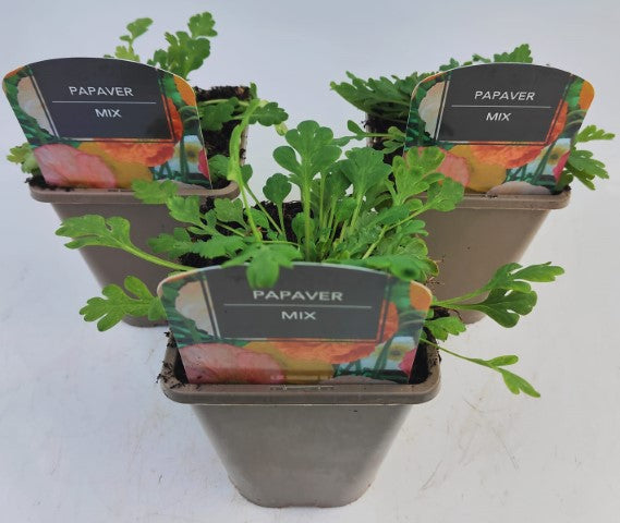 x2 Papaver Garden Gnome Mix 13cm/1 Litre