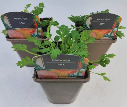x2 Papaver Garden Gnome Mix 13cm/1 Litre