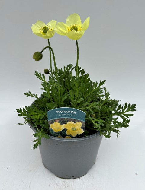 x1 Papaver Moondance 19cm/3Ltr