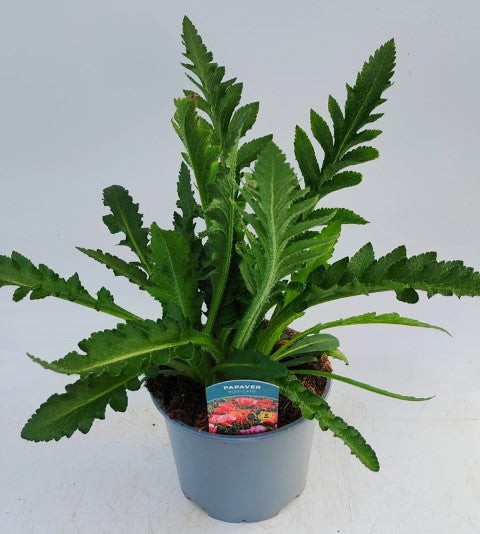 x1 Papaver Orientale Pizzicato 19cm/3Ltr