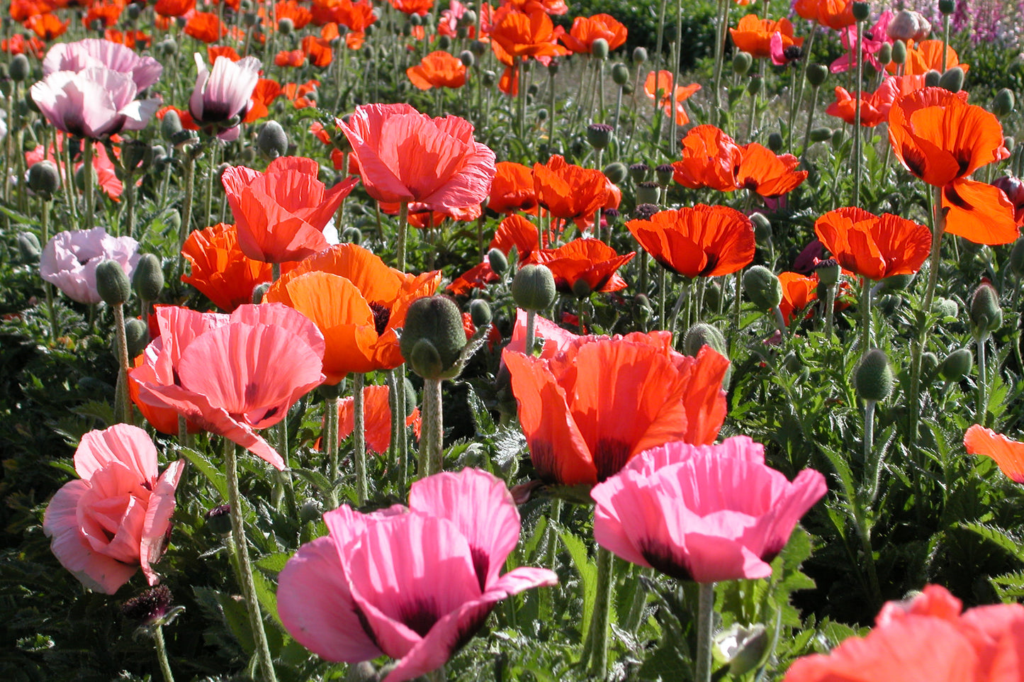 x1 Papaver Orientale Pizzicato 19cm/3Ltr
