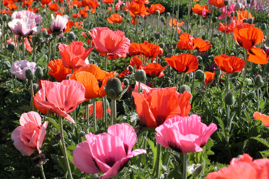 x1 Papaver Orientale Pizzicato 19cm/3Ltr