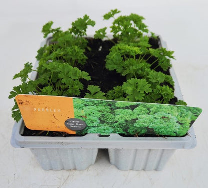 x10 Parsley Curled - Vegetable Transplants