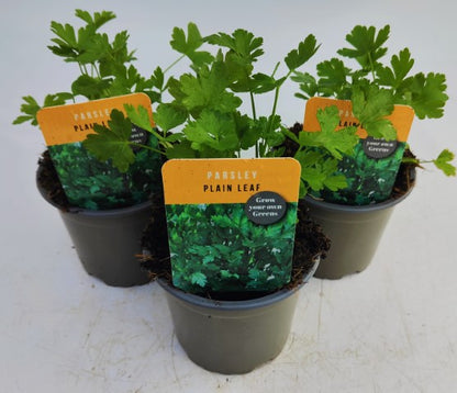 x3 Parsley Flat Leaf - Aromatic Herb 10.5cm/9cm